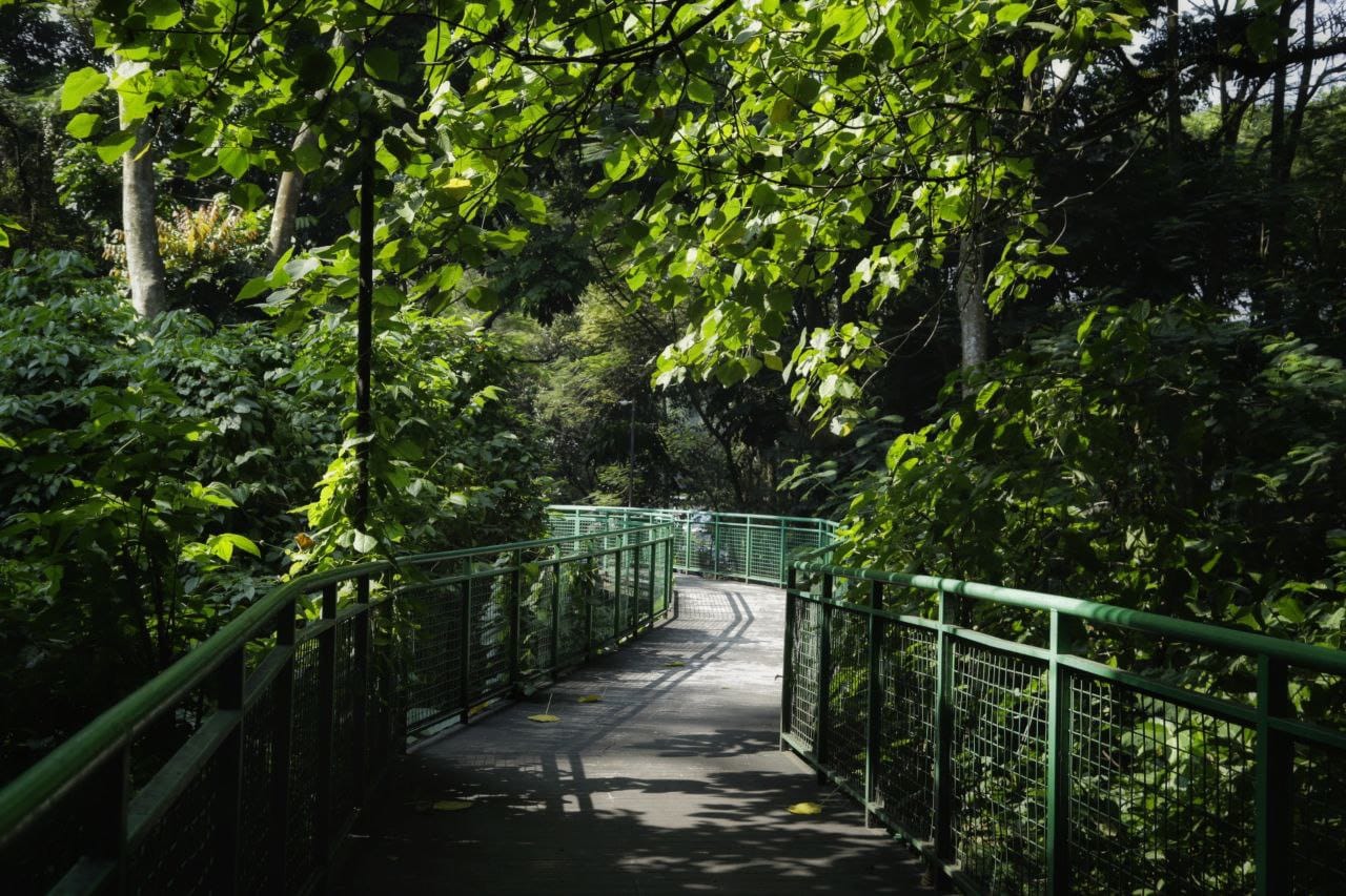 Hutan Babakan Siliwangi Oase Alami Di Tengah Hiruk Pikuk Kota Bandung