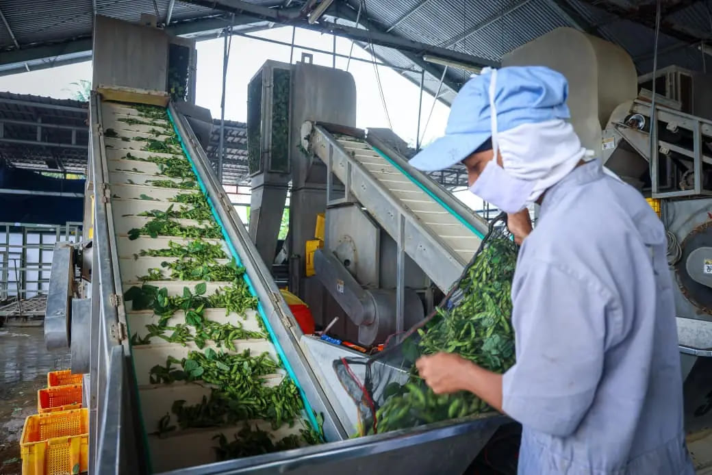 <p>Asisten Deputi Bidang Produksi dan Digitalisasi Usaha Kecil Kementerian UMKM, Ali mengatakan digitalisasi berperan vital dalam memperkuat hilirisasi, mulai dari pencatatan produksi, distribusi bahan baku, sampai memastikan produk kita memenuhi standar internasional. (Dok. Kemen UMKM)</p>

