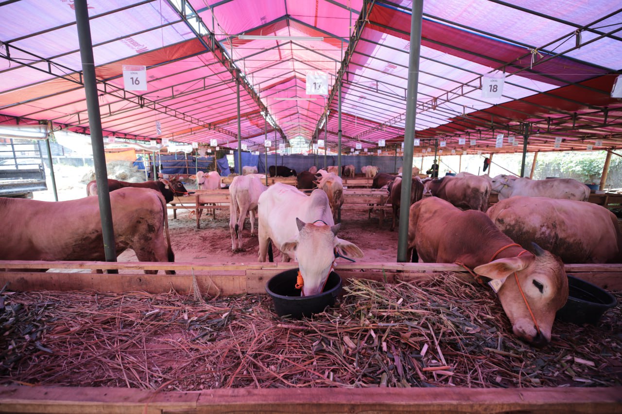 <p>Ilustrasi sapi kurban. – Menjelang Hari Raya Iduladha, Anggota Komisi IV DPR RI Firman Soebagyo mengeluarkan peringatan serius terkait potensi meledaknya kembali wabah Penyakit Mulut dan Kuku (PMK) di Indonesia.  (Dok.DPR RI)</p>
