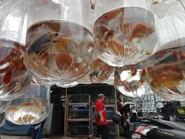 Ikan hias di Pasar Ikan Muara, Bandung. Dok. sokoguru.