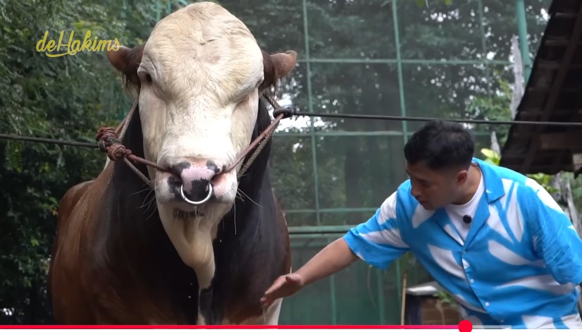 <p>Ilustrasi Irfan Hakim bersama salah satu sapi jumbo pilihannya. Setiap Iduladha, ia rutin membeli sapi kurban dari Berkah Setia Farm karena kualitas dan perawatan sapinya yang istimewa. Foto: YouTube.com/deHakims channel</p>
