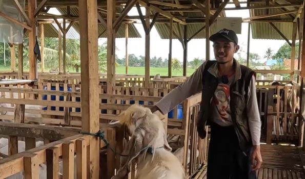 <p>Kambing jenis Senduro unggulan di Arrohim Farm Tasikmalaya siap jadi pilihan terbaik untuk Idul Adha 2025.</p>
