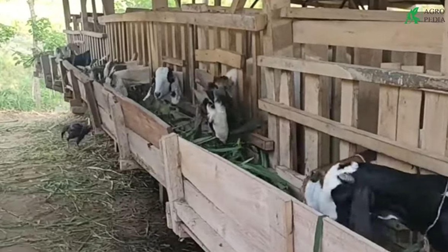 <p>Ilustrasi peternakan kambing. Idul adha jadi momen untuk mulai belajar cara ternak kambing yang mudah bagi pemula dengan modal minim. (Foto: Tangkap layar YouTube Agropedia).</p>
