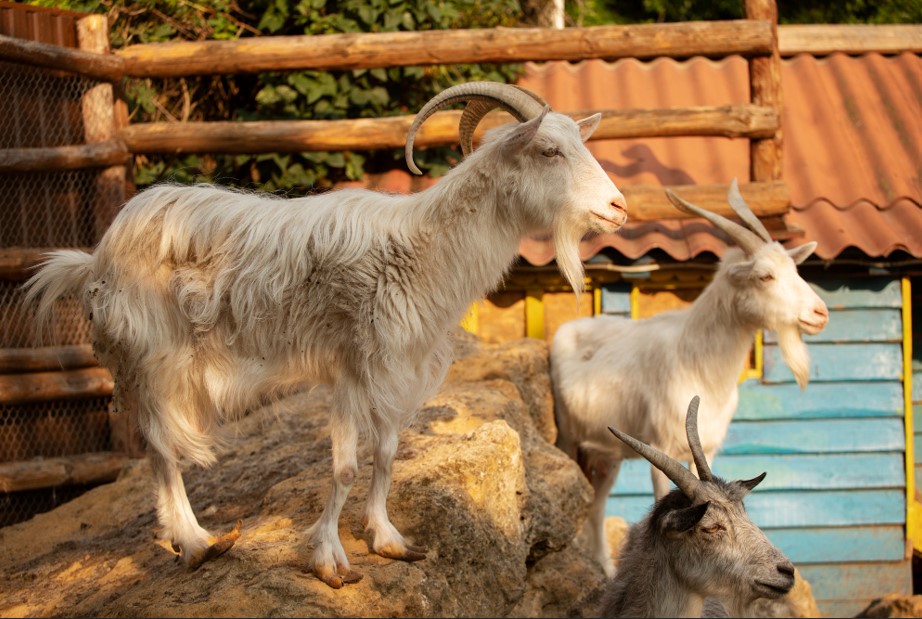 <p>Ilustrasi ternak kambing sehat dan aktif di kandang modern Merapi Farm, kunci utama sukses bisnis peternakan dengan menerapkan 7 tips perawatan dan manajemen ala Punca Media. Foto: freepik.com</p>
