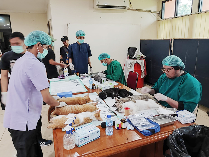 <p>Suku Dinas Ketahanan Pangan, Kelautan dan Pertanian (KPKP) Jakarta Selatan menggelar program sterilisasi kucing liar di dua kelurahan wilayah Tebet: Tebet Timur dan Kebon Baru. (Dok.Pemprov DKI Jakarra)</p>
