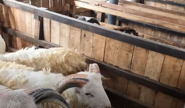<p>Domba kurban jumbo bertanduk gagah di CV Fandilo Jaya Abadi Garut, bobot 50 kg dengan harga ekonomis mulai Rp3,8 juta. Pilihan ideal jelang Idul Adha 2025. foto Youtube HijiTv</p>
