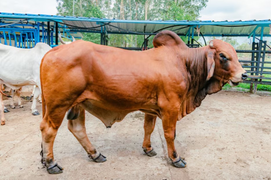 <p>Ilustrasi sapi raksasa jenis Limousin Seberat 1,3 Ton siap dikurbankan! Salah satu dari 985 ekor sapi kurban bantuan Presiden Prabowo Subianto yang disalurkan ke seluruh Indonesia menjelang Idul Adha 1446 H. Foto: freepik.com</p>
