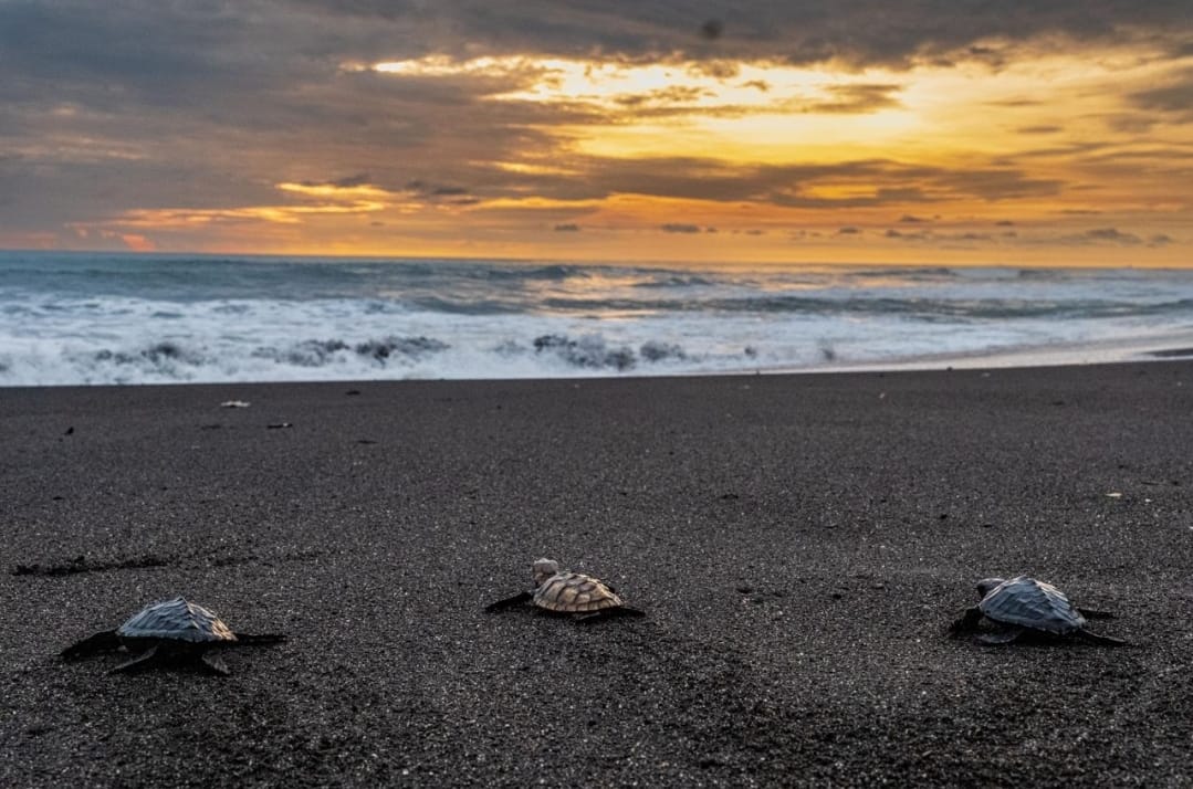 Kemenpar Gandeng BCA  Promosikan Konservasi Penyu dan Restorasi Mata Air Lewat Film Dokumenter