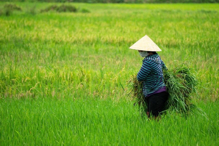 <p>Seorang wanita sedang mengolah lahan sawah. Pertanian menjadi salah satu sektor dengan pertumbuhan tinggi di Jawa Barat. (Foto: Ilustrasi/Pixabay).</p>
