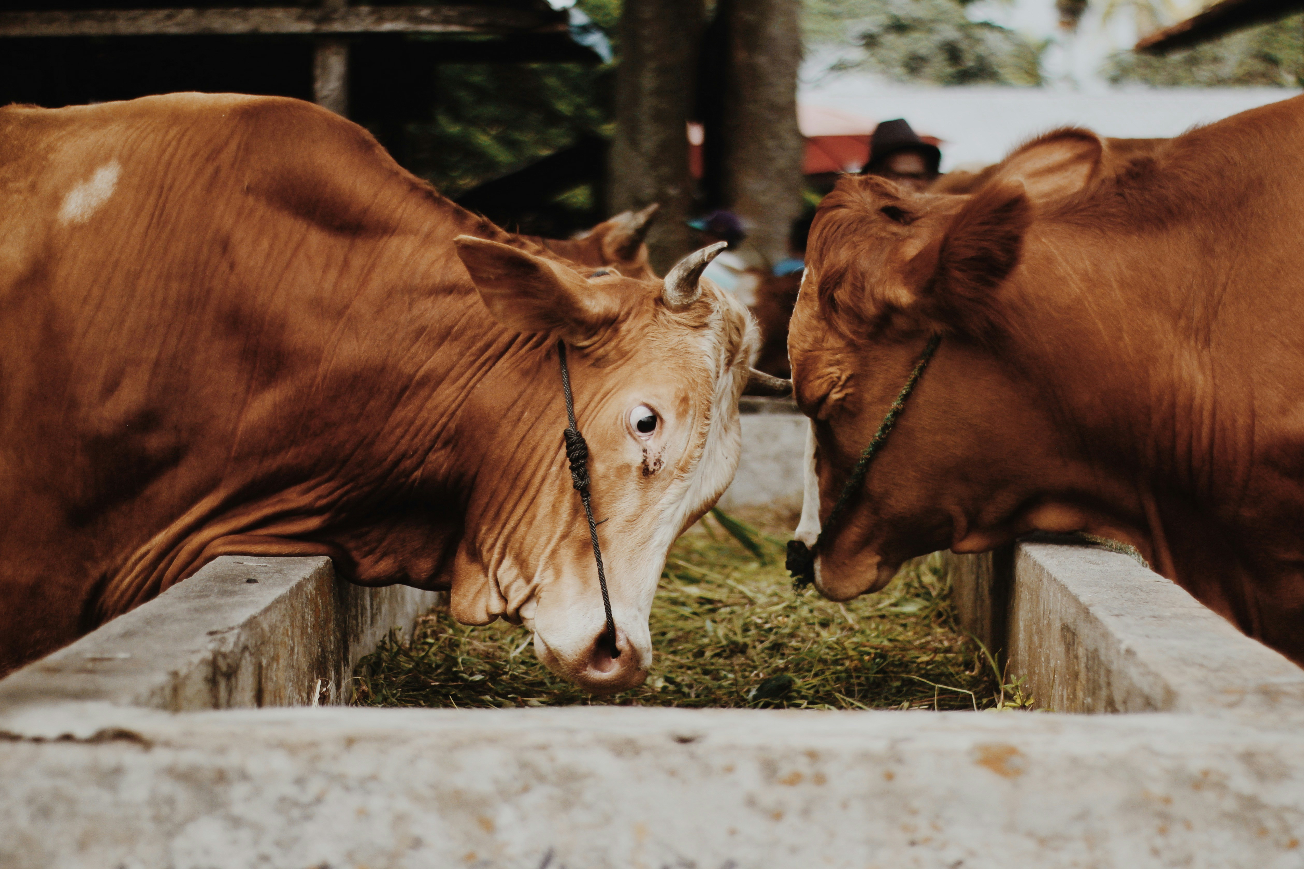 <p>Ilustrasi sapi hewan kurban. Trik cerdas untuk menyiapkan ibadah kurban dengan skema cicilan. Foto: unsplash/Alwi Hafizh A.</p>
