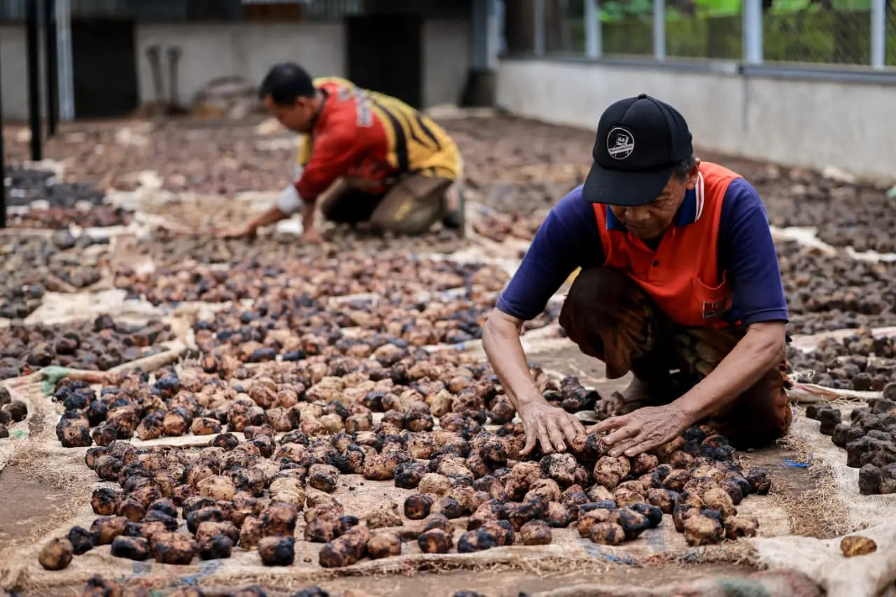 <p>Saat ini petani gambir masih berada pada posisi tawar yang lemah karena tata niaga yang masih tradisional dan bergantung pada pasar India sebagai pembeli utama. Sebab itu, hilirisasi sangat penting agar gambir tidak hanya menjadi komoditas dagang, tetapi juga komoditas industri bernilai tinggi. (Dok. Kemen UMKM)</p>
