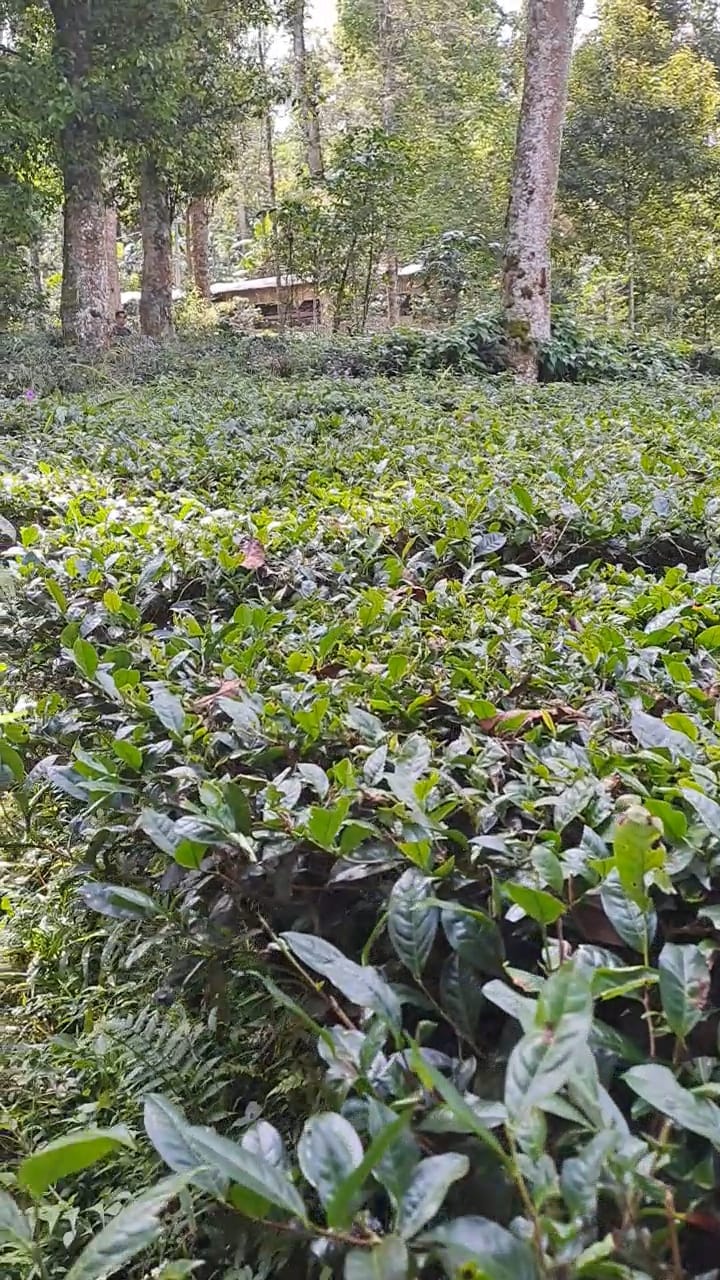 <p>Teh yang kamu nikmati tiap hari punya kisah panjang dari pegunungan Himalaya. Yuk, telusuri sejarahnya di balik suasana magis kebun teh Ciwidey!</p>
