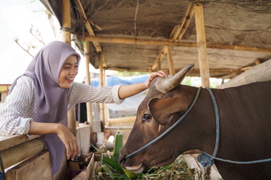 <p>Ilustrasi hewan kurban sapi. Berikut perkiraan harga hewan kurban untuk Idul Adha 2025. (Foto/Freepik).</p>
