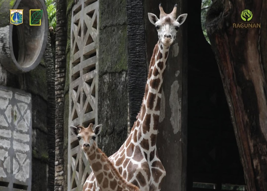 <p>Ilustrasi Taman Margasatwa Ragunan. Berikut informasi lengkap jadwal operasional Ragunan pada hari libur nasional dan cuti bersama Waisak 2025. (Foto: Instagram/@ragunanzoo).</p>
