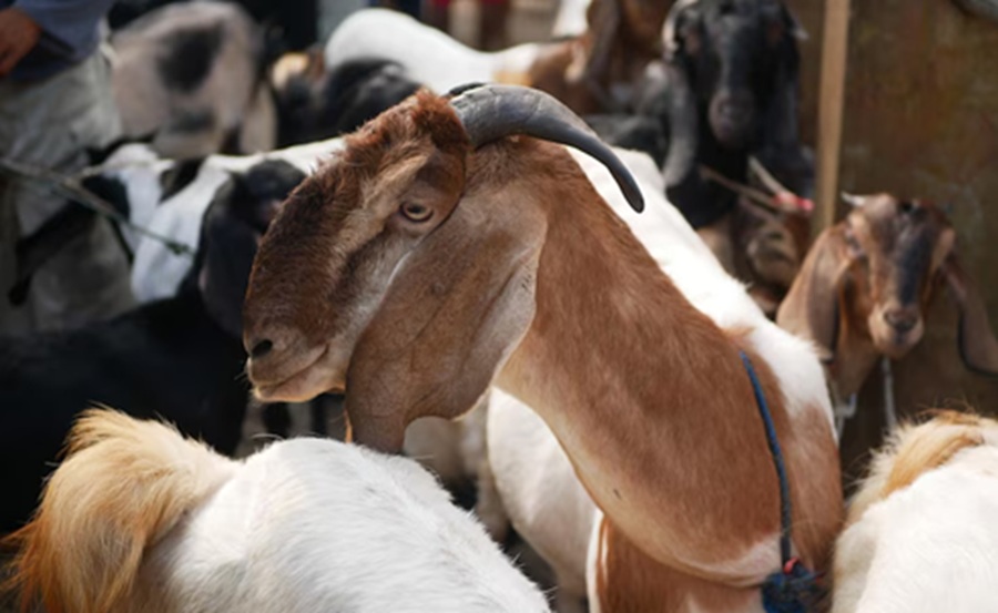 <p>Ilustrasi hewan kurban. Berikut daftar harga domba dan kambing kurban jelang Idul Adha 2025 di berbagai layanan online dan marketplace. (Foto: Freepik).</p>
