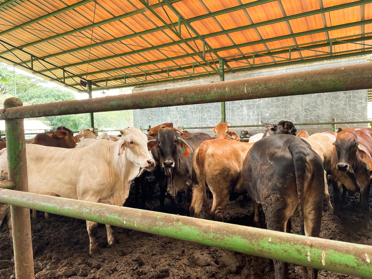 Pemerintah Intensifkan Pasokan Daging Sapi hingga Idulfitri 1447 H, Harga Stabil di Kisaran Rp140 Ribu Per Kg