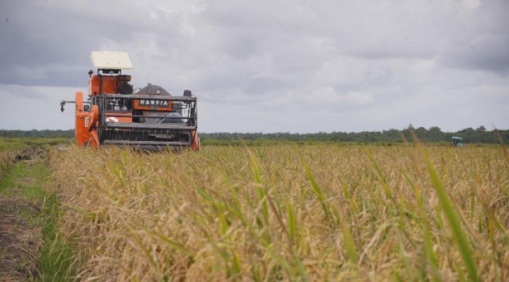 <p>Data BPS menunjukkan produksi beras nasional diproyeksikan mencapai 18,76 juta ton hingga Juni 2025. Sementara USDA memperkirakan produksi Indonesia tahun ini menembus 34,6 juta ton. Ini menjadikan Indonesia produsen beras terbesar di ASEAN. (Dok.Kementan)</p>
