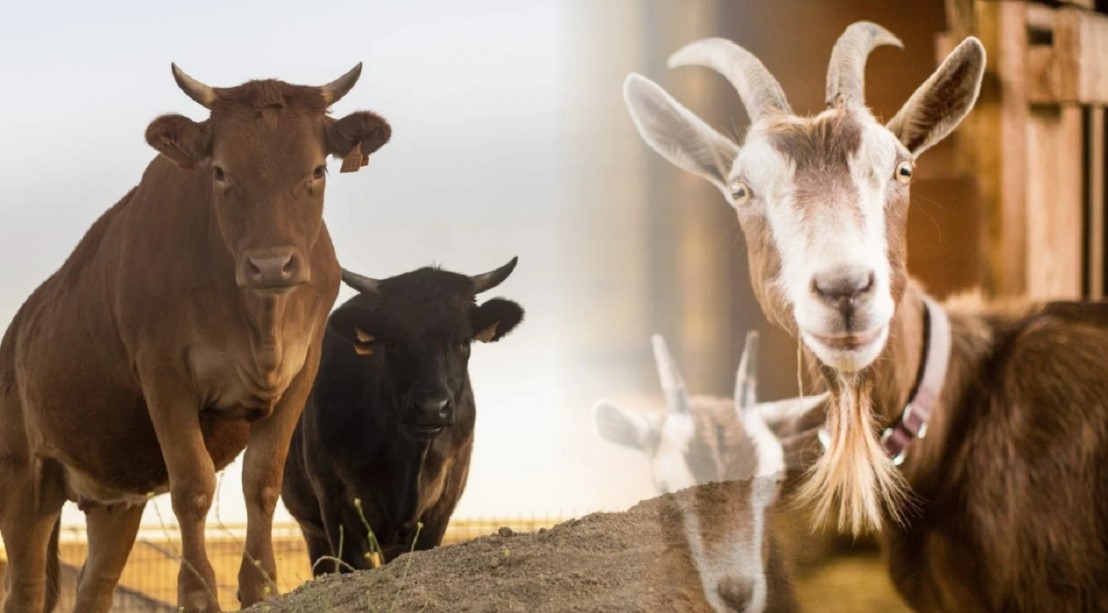 <p>Makna qurban di Idul Adha bisa jadi inspirasi bagi UMKM dalam berbagi, membangun solidaritas, dan menguatkan nilai sosial di tengah masyarakat.</p>
