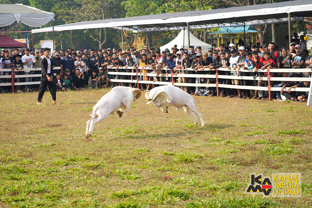 <p>Sebanyak 600 Domba Garut mengikuti kegiatan Seni Ketangkasan Domba Garut 'Piala Padjadjaran yang diselenggarakan di Lapangan Merah Universitas Padjadjaran Kampus Jatinangor pada 18-19 Oktober 2025. (Dok. Kanal Media Unpad/Dadan Triawan)<br />
<br />
 </p>
