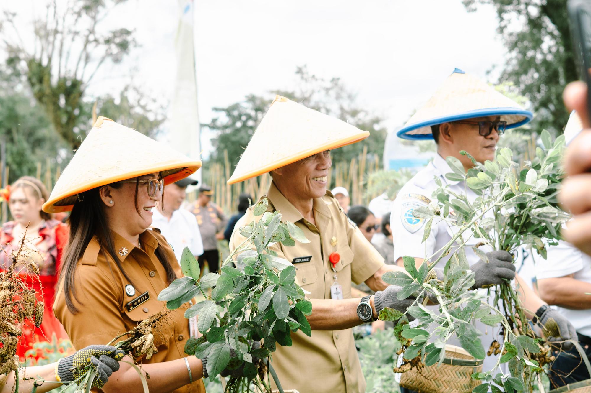<p>Panen Raya Katrili 2025 di Desa Tonsewer, Kecamatan Tompaso Barat, Kabupaten Minahasa, Sulawesi Utara, Senin, 26 Mei 2025. (Dok PGE)</p>
