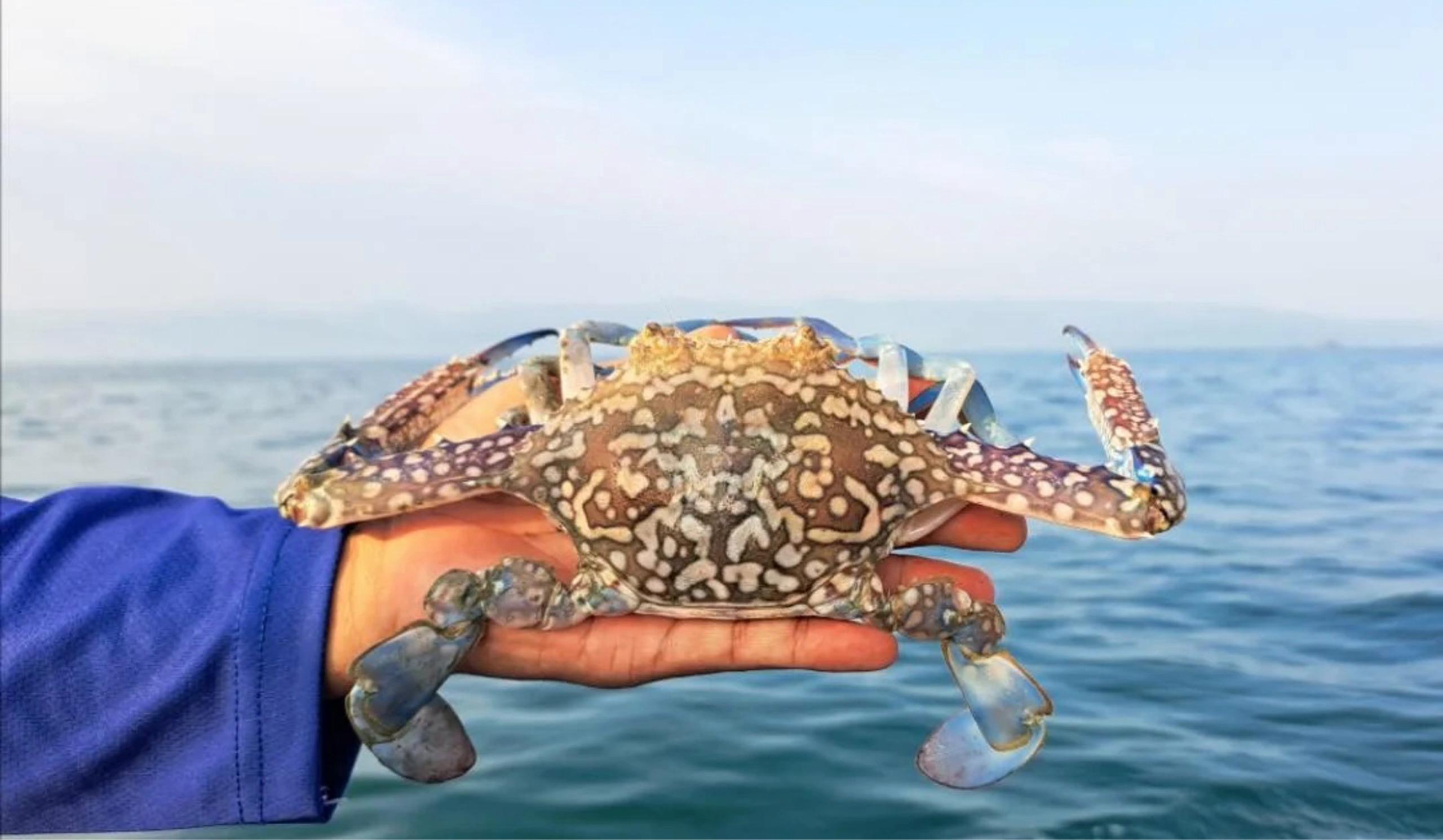 Jaga Geliat Ekspor Rajungan ke Amerika Serikat, KKP Terbitkan 292 Certificate of Admissible (CoA)