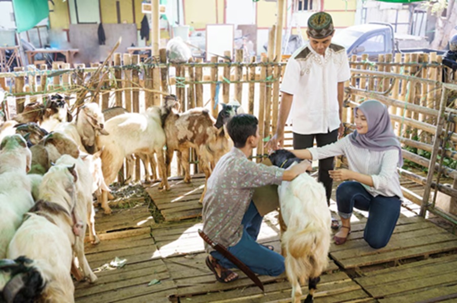 <p>Ilustrasi hewan kurban. Berikut ini amalan yang dianjurkan bagi yang melaksanakan ibadah qurban. (Foto/Freepik).</p>
