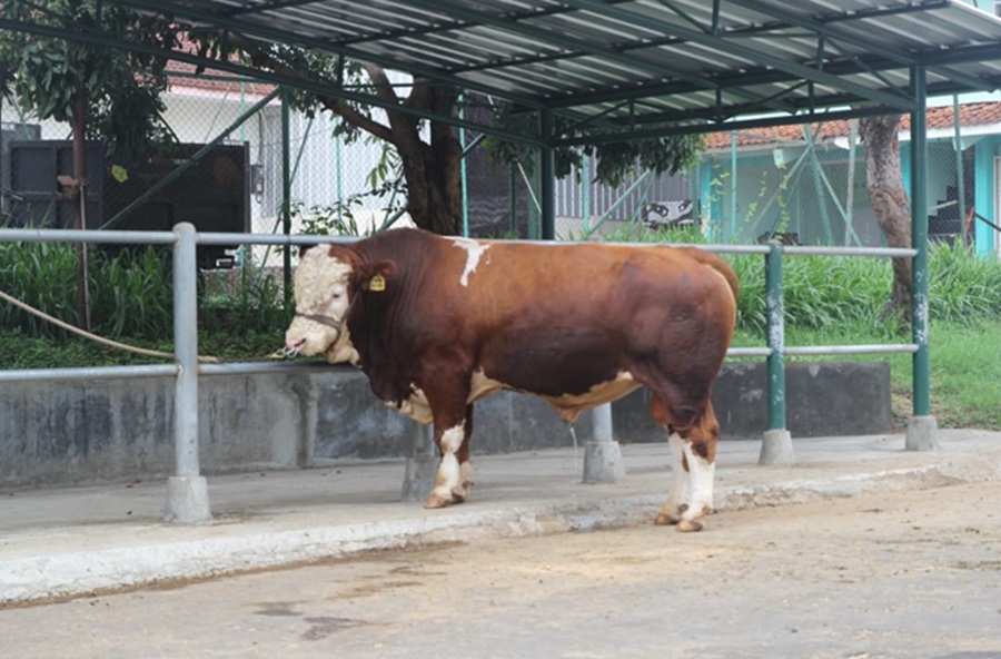 <p>Ilustrasi sapi kurban. Kebutuhan hewan kurban tahun ini meningkat, Kementan pastikan pengawasan ketat jalur lalu lintas hewan ternak jelang Idul Adha 2025. (Foto: Ditjen PKH Kementan).</p>
