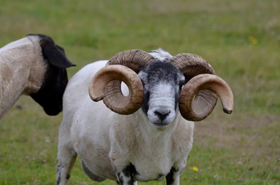<p>Ilustrasi domba yang bisa dijadikan hewan kurban untuk Idul Adha. Berikut daftar harga domba Garut, Merino, dan Dorper. (Foto: Freepik).</p>
