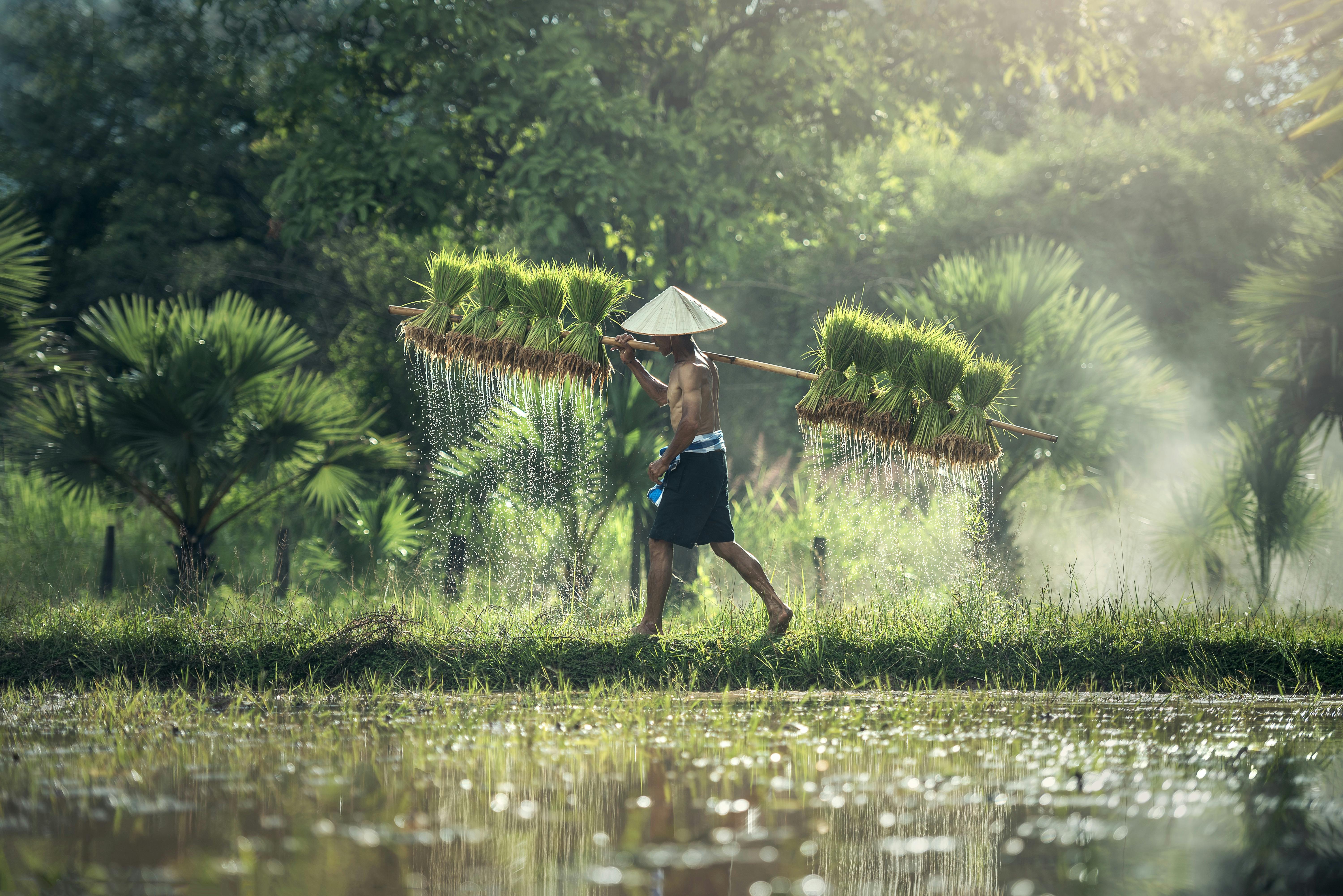 <p>pertani (sumber: pexels)</p>
